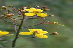 Cassia montana
